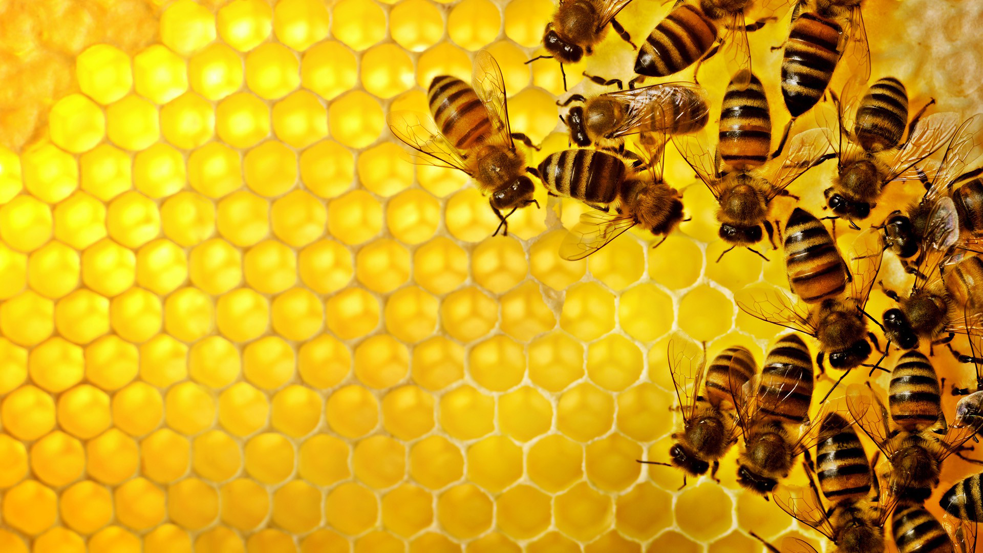 Dolce vita: Mézes Élet avagy sikerül-e megvédeni a magyar mézet?!
